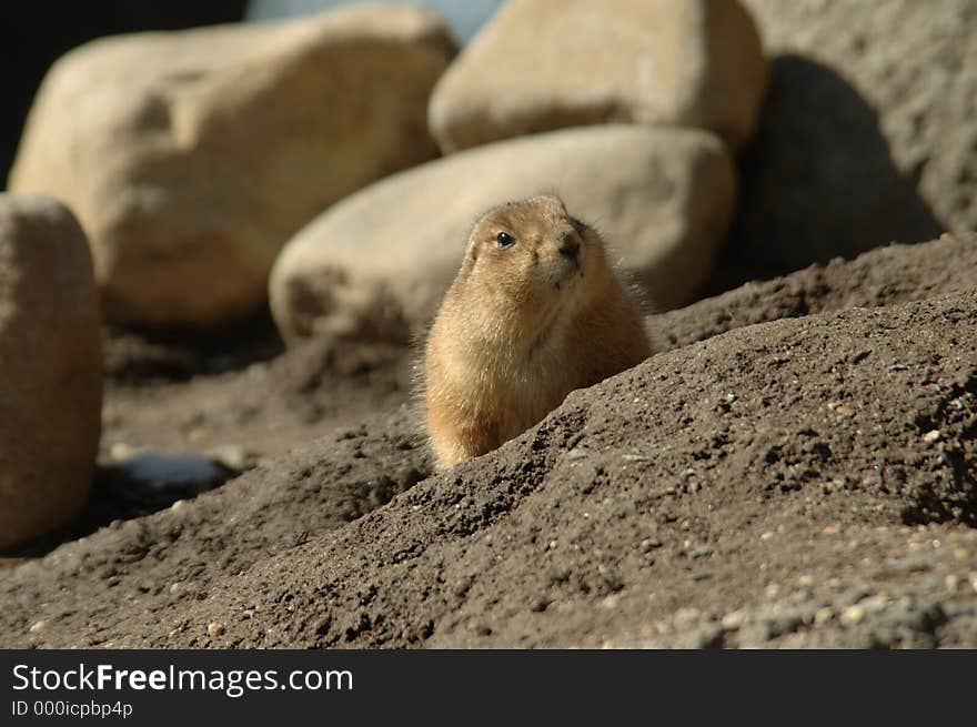 Groundhog is looking out from his hole in the end of February. Groundhog is looking out from his hole in the end of February.