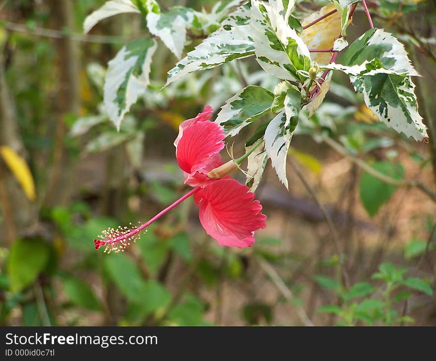 Hibiscus