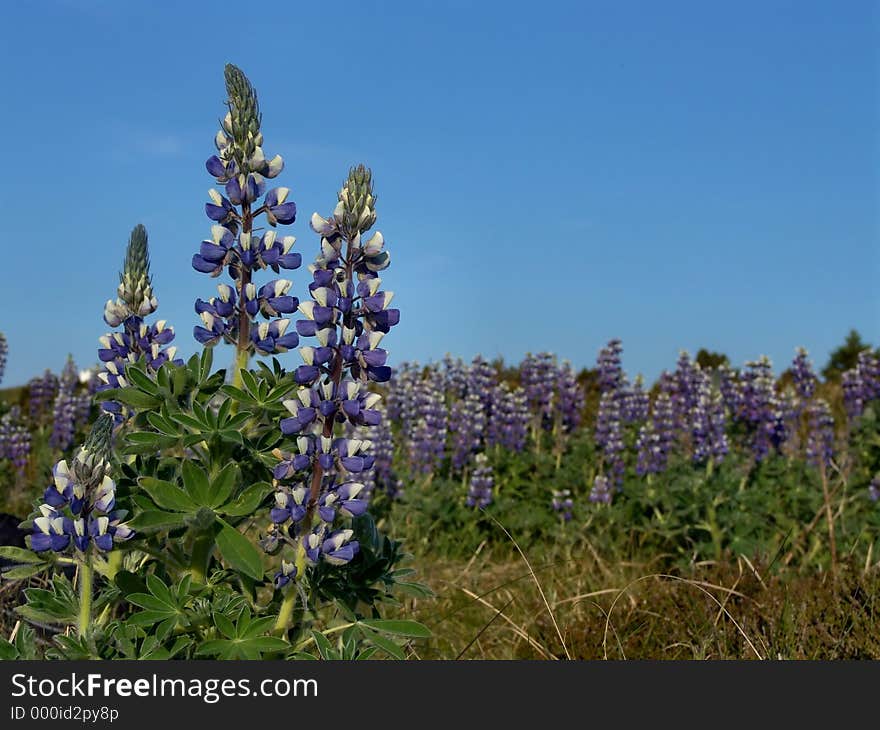 Lupines