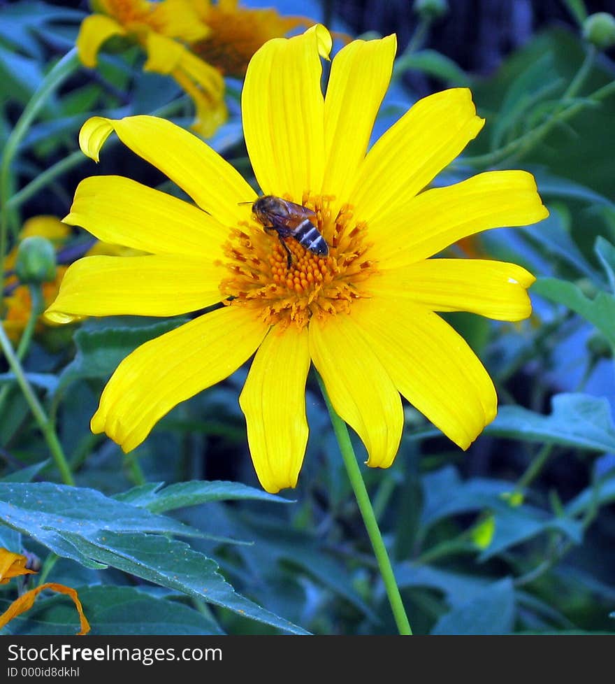 The Flower And The Bee