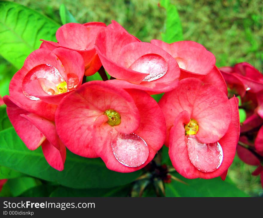 Rain drops on a bunch of flowers. Rain drops on a bunch of flowers