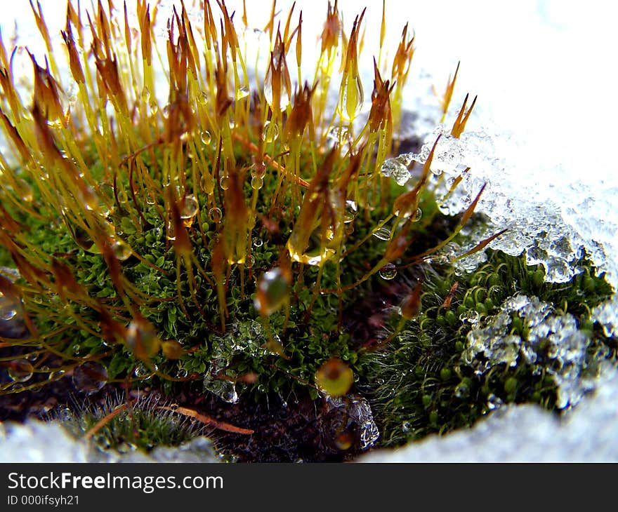 Plant in winter time whit drop and snow crystal. Plant in winter time whit drop and snow crystal