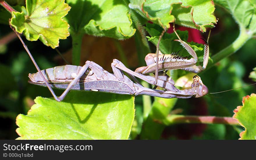 Praying Mantis hanging upside down on a plant. Praying Mantis hanging upside down on a plant