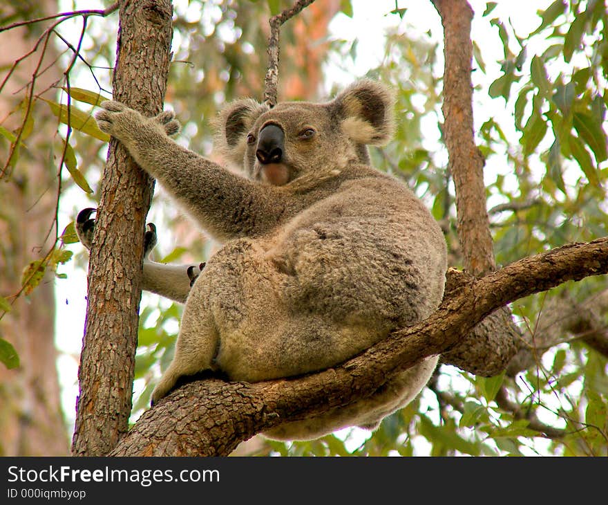 A Koala bear in a gum tree.