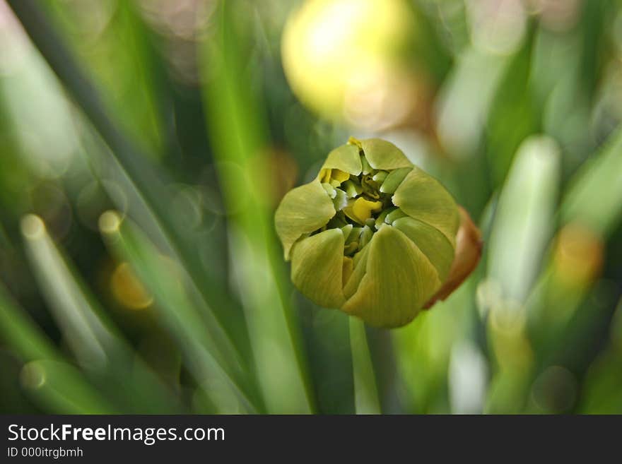 A single daffodil bud makes ready its opening. A single daffodil bud makes ready its opening