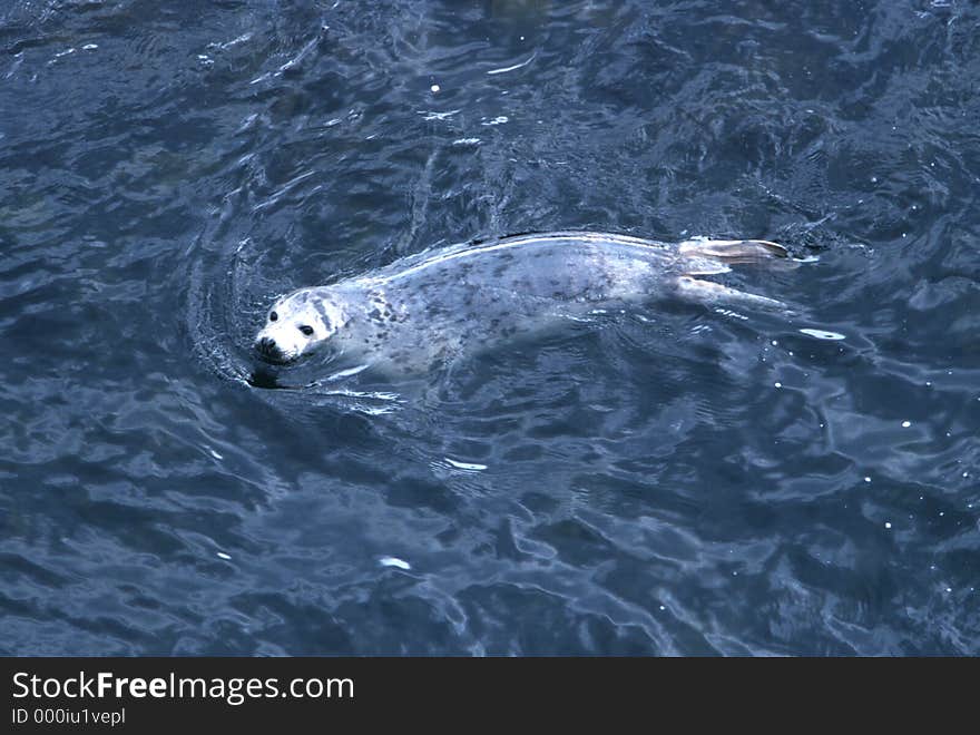 Seal on Surface. Seal on Surface