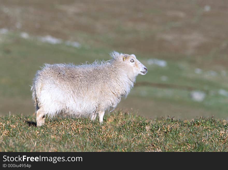 White sheep on Pasture