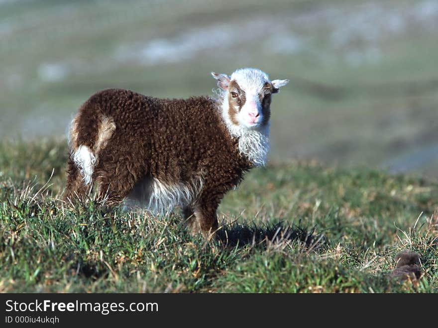 Cute bicolored lamb standing on pasture