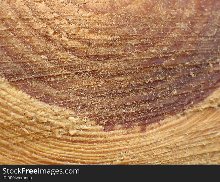 Tree Trunk Cross-Section