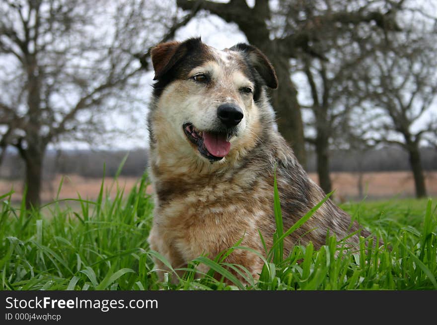 Australian Cattle Dog