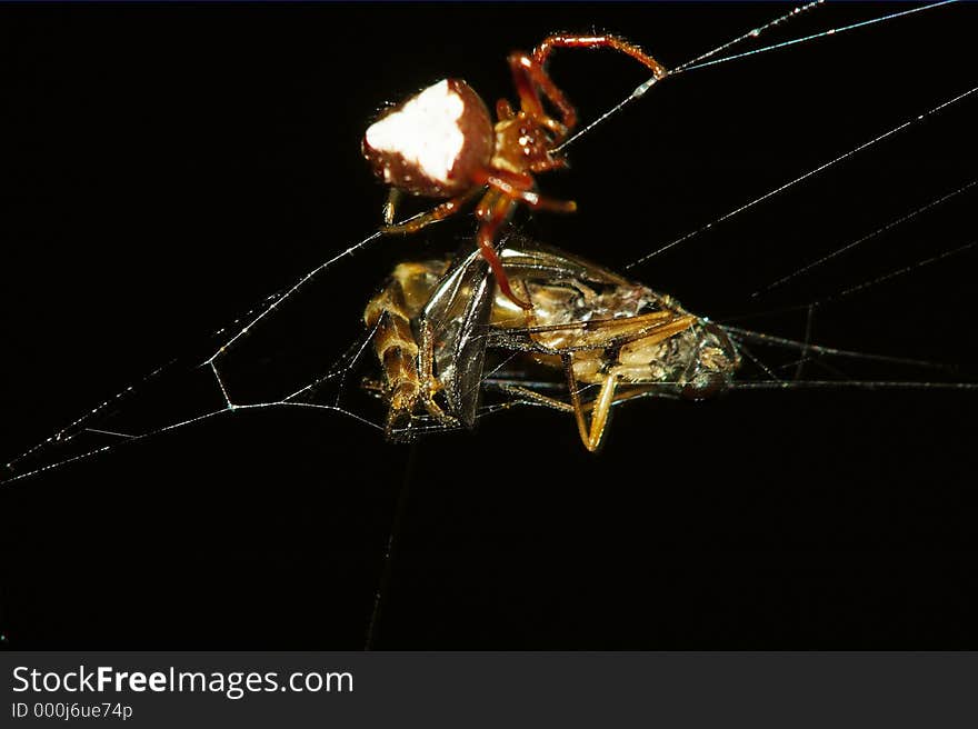 Spider Preparing Prey