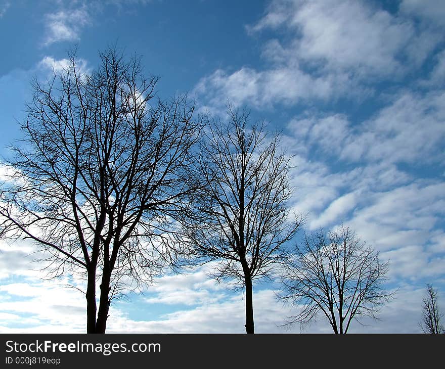 Downward tees silhouette in sky background. Downward tees silhouette in sky background