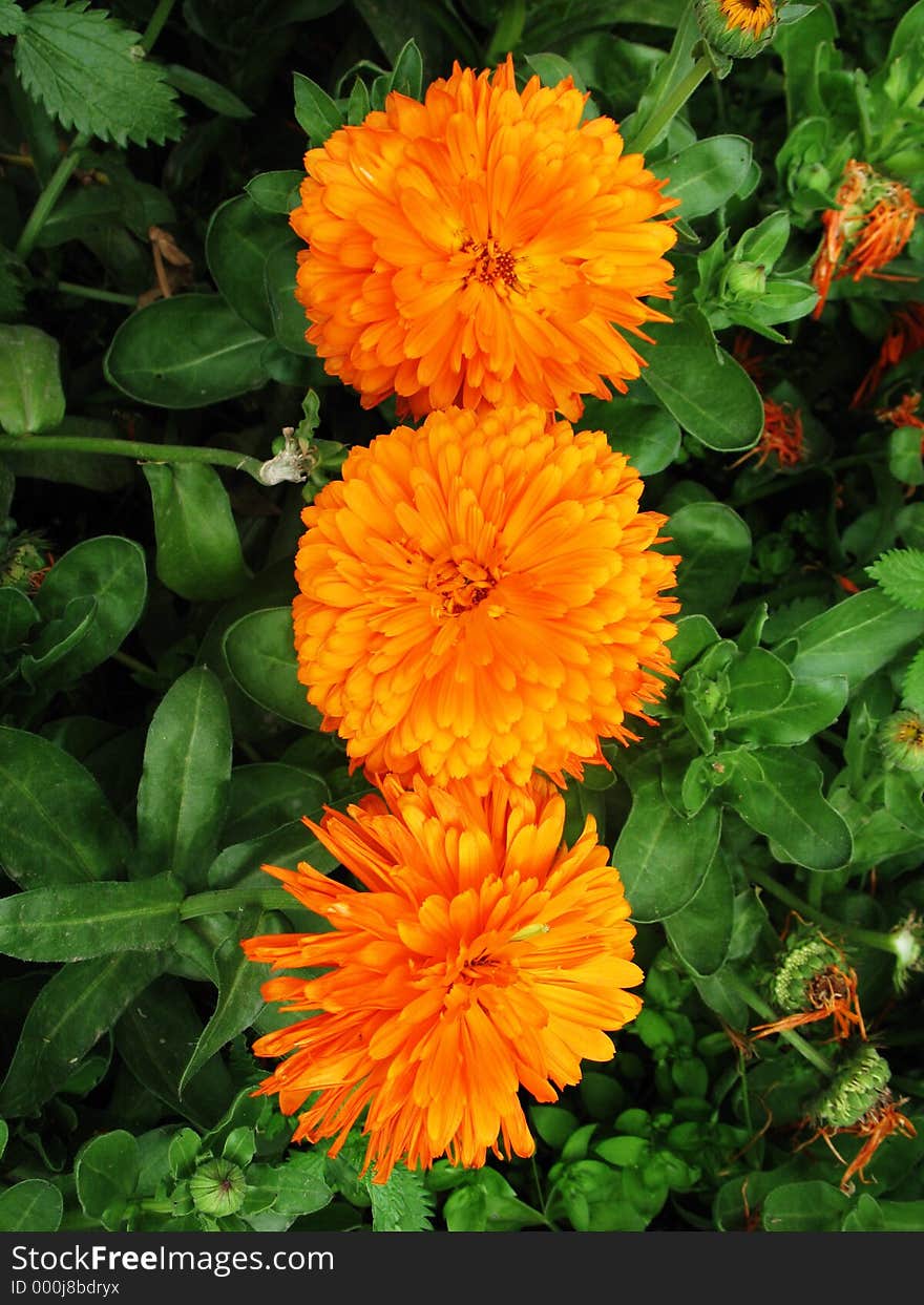 Three flowers in full blossom. Three flowers in full blossom