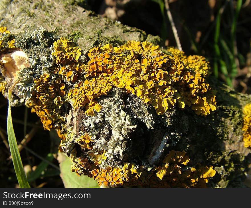 Digital Photo of a piece of wood covered with moss. Digital Photo of a piece of wood covered with moss.