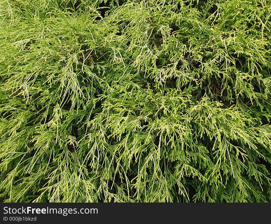 Closeup of evergreen bush. Closeup of evergreen bush