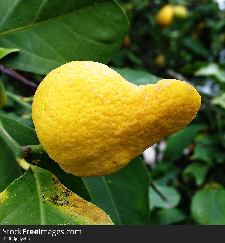 A lemon that has a weird shape. A lemon that has a weird shape