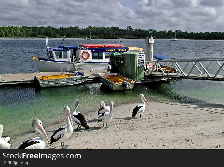 Dolphin Cruise