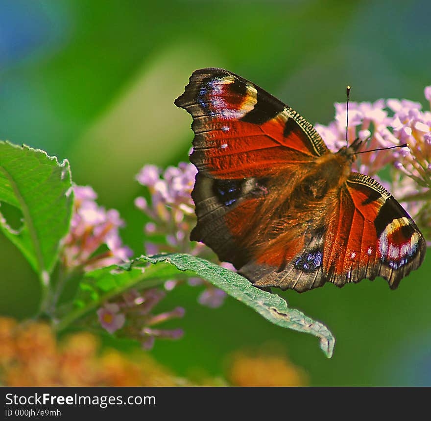 Butterfly on flower head in summer