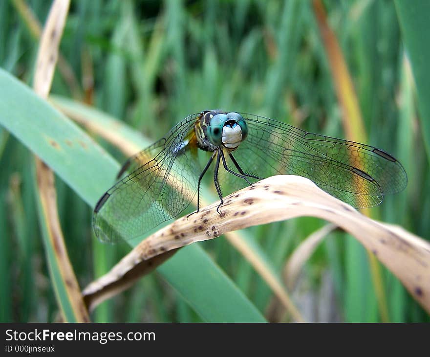 Blue Dragonfly