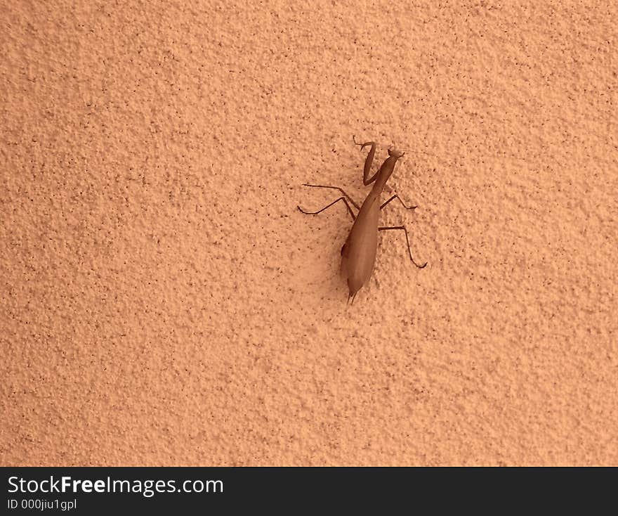 Preying Mantus climbing a wall. Preying Mantus climbing a wall