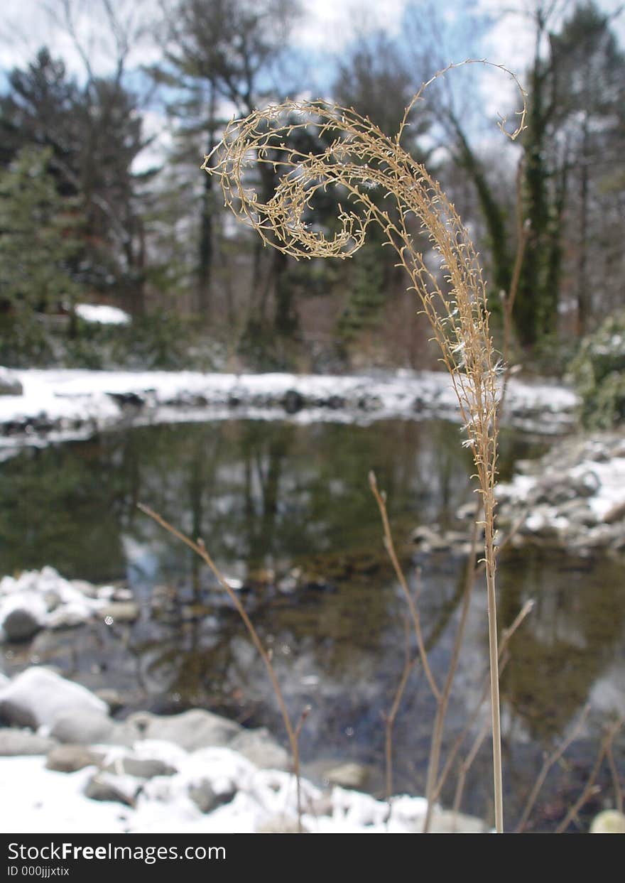 Surprisingly, this plant just stood out amidst the huge trees, blue and white clouds, snow and pond. A study in the value of true humility. Surprisingly, this plant just stood out amidst the huge trees, blue and white clouds, snow and pond. A study in the value of true humility.