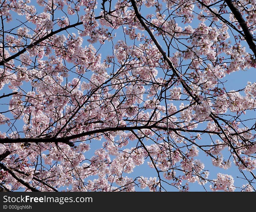 Cherry blossoms over the blue sky. Cherry blossoms over the blue sky