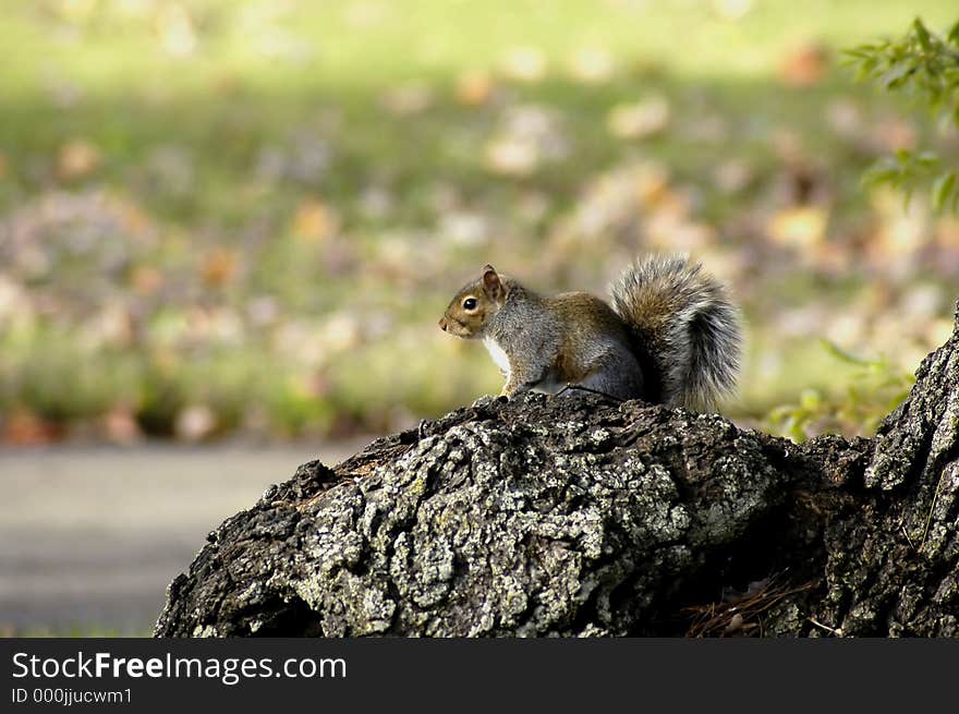 A squirrel taken early morning, observing his surroundings. A squirrel taken early morning, observing his surroundings