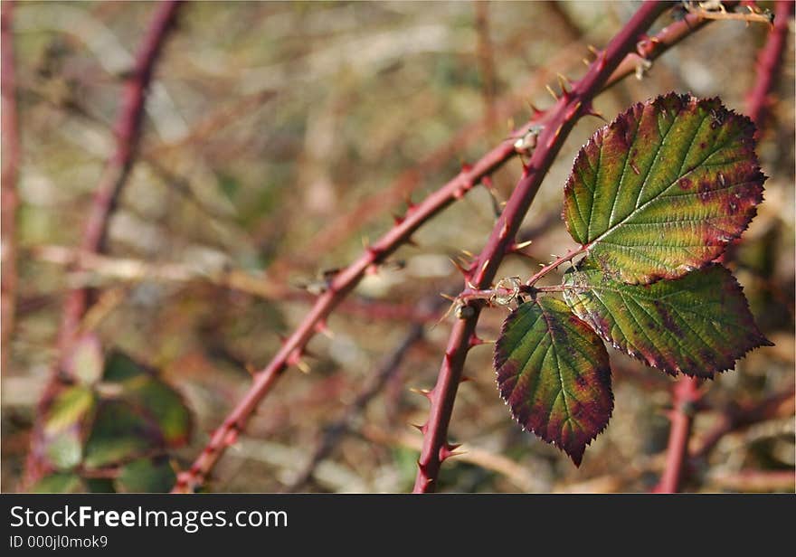 brambles