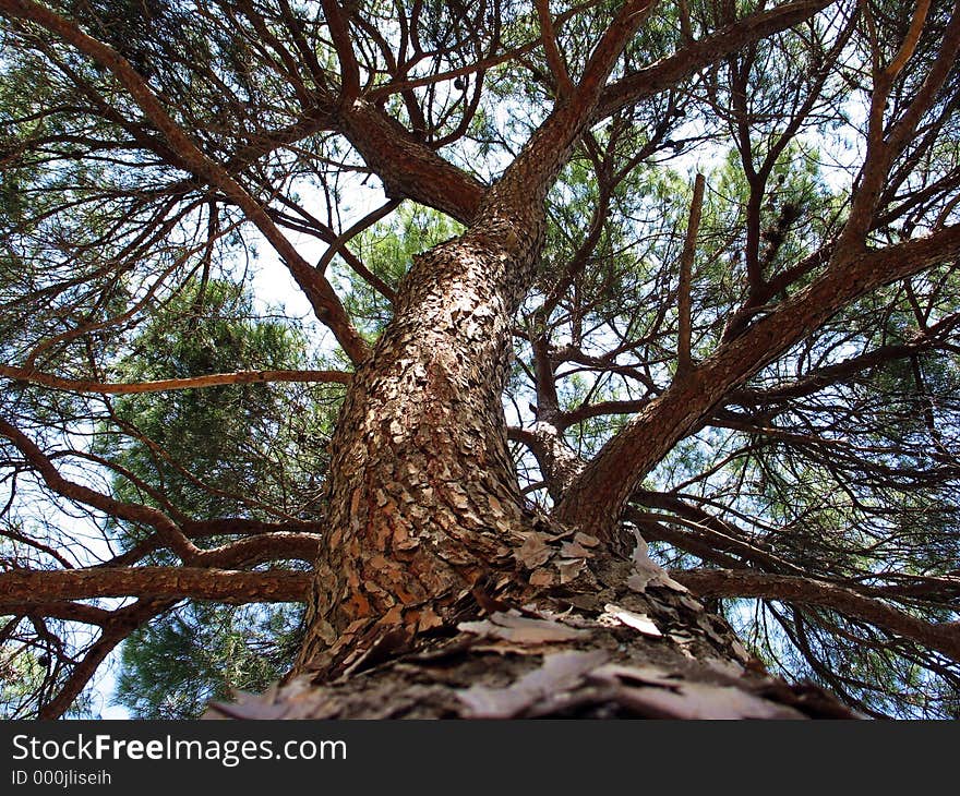 A tree climbs sky high. A tree climbs sky high