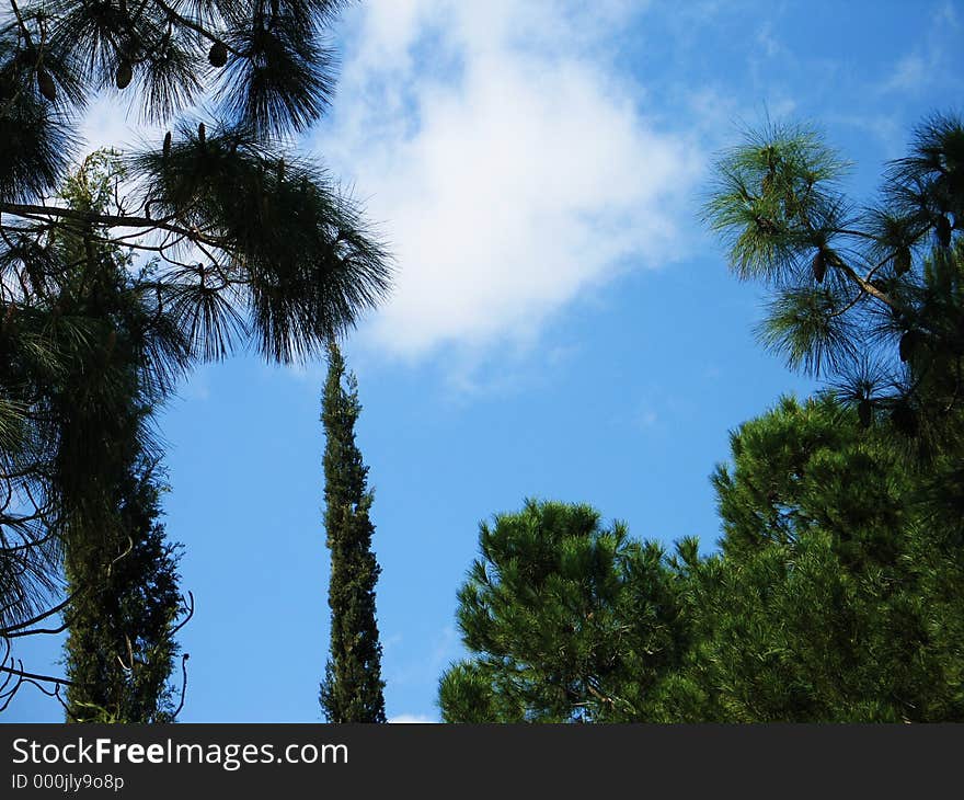 Giant trees and blue skies. Nicosia. Cyprus. Giant trees and blue skies. Nicosia. Cyprus