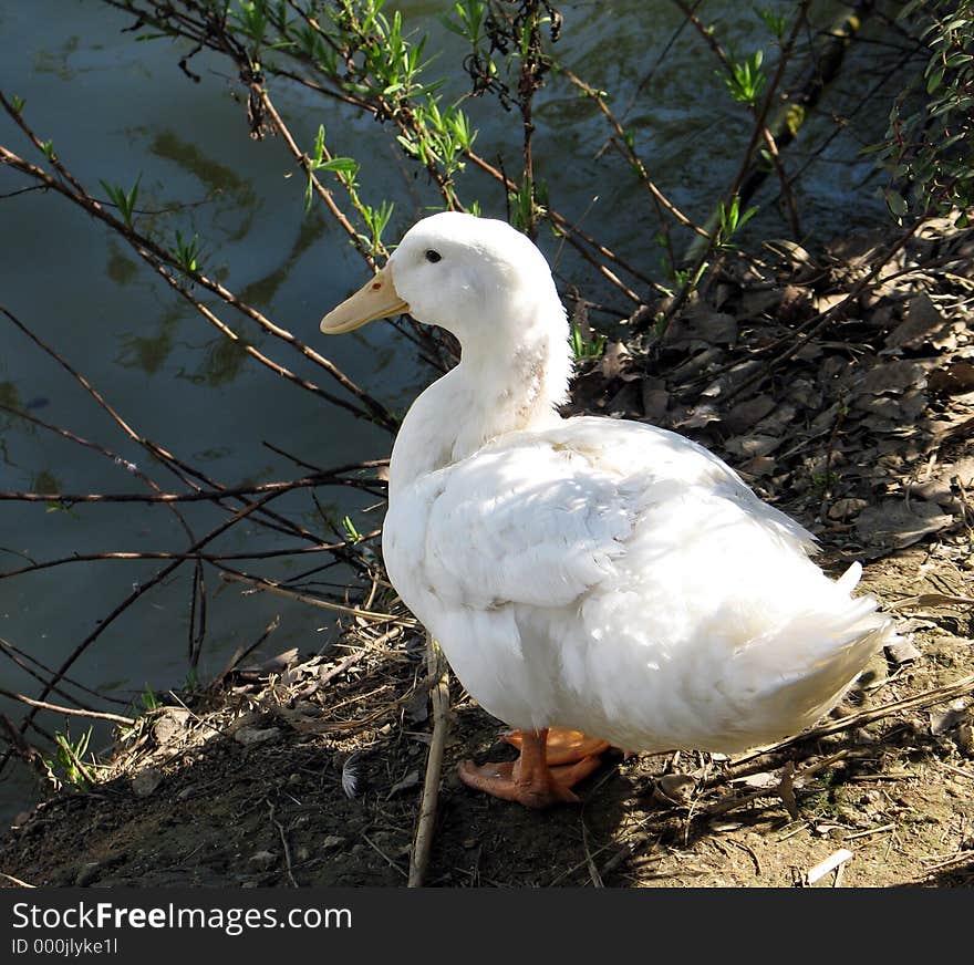 A peaceful duck gazing at peaceful waters. A peaceful duck gazing at peaceful waters