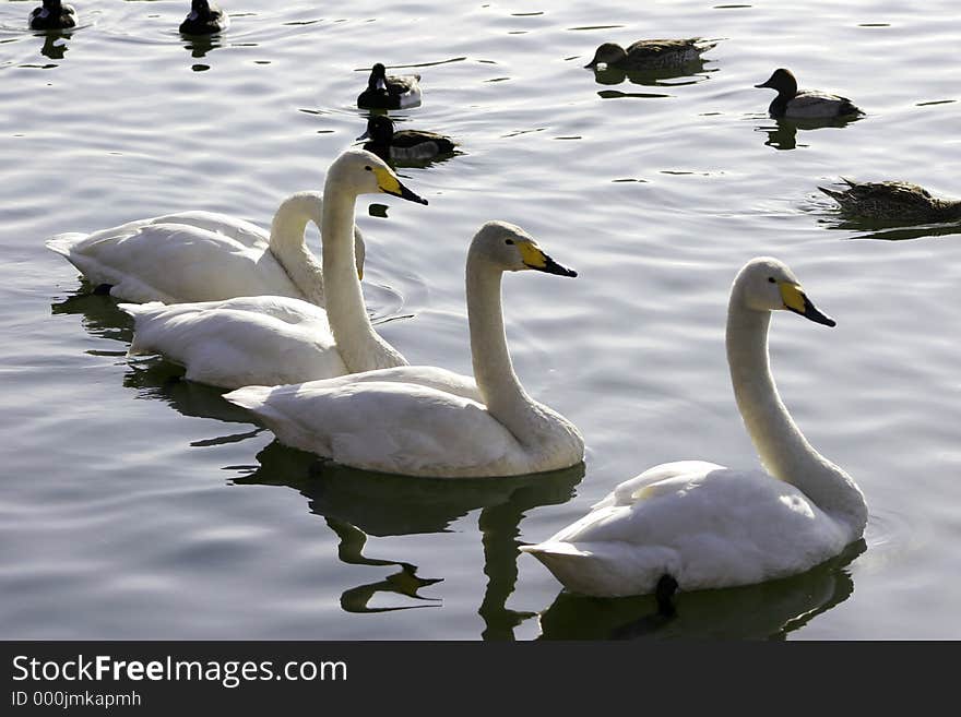 Swans in row