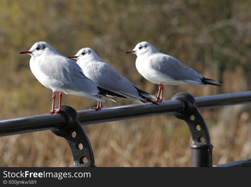 SeaGulls seating on the rod. SeaGulls seating on the rod