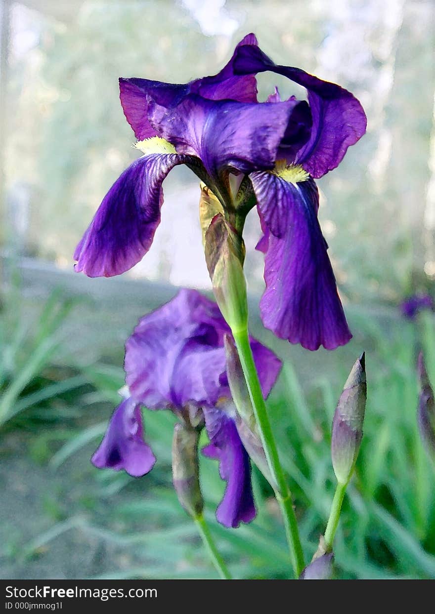 2 iris flowers