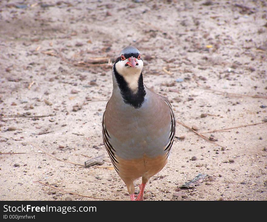 A bird on the farm. A bird on the farm.