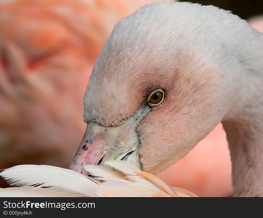 Flamingo closeup