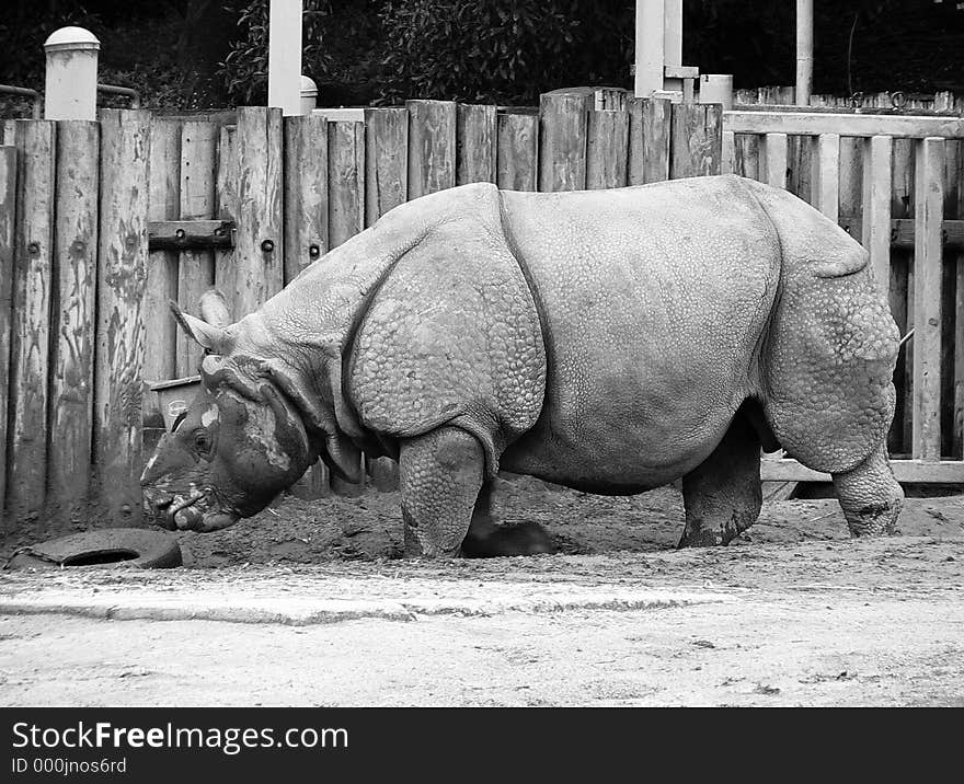 Sideview of rhino at the zoo. Black & white. Sideview of rhino at the zoo. Black & white