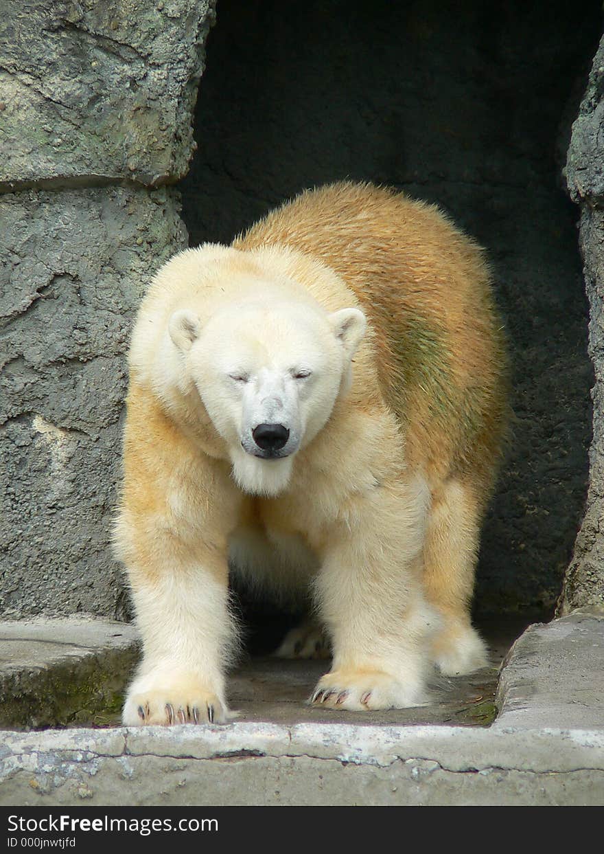 Polar Bear 1