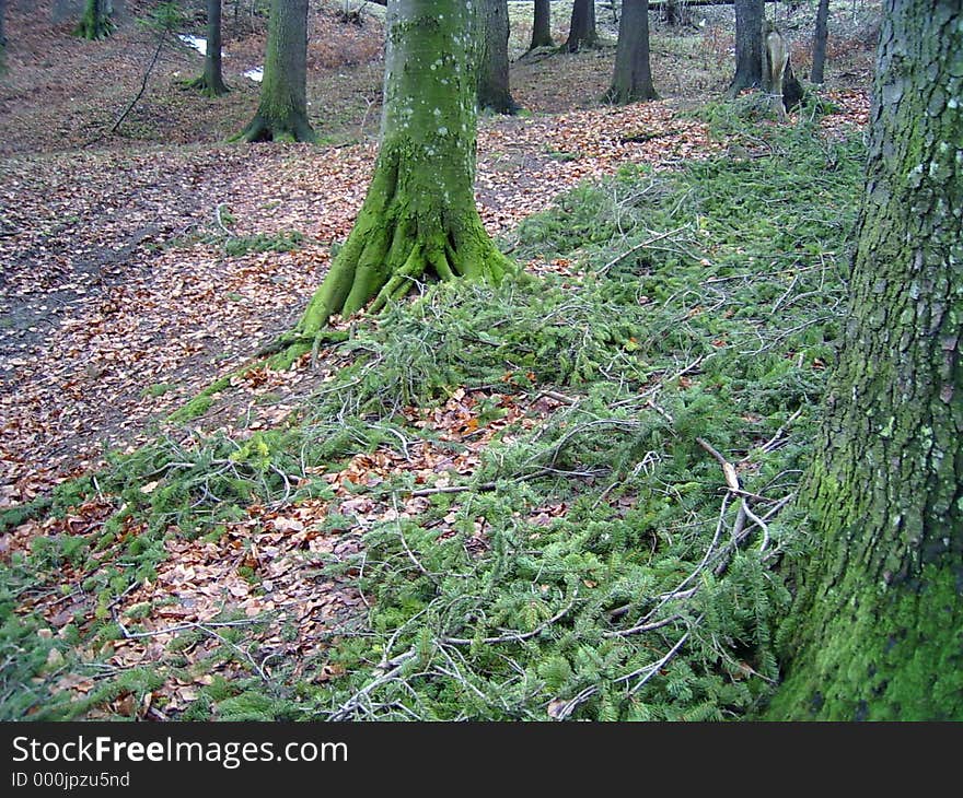 Green forest