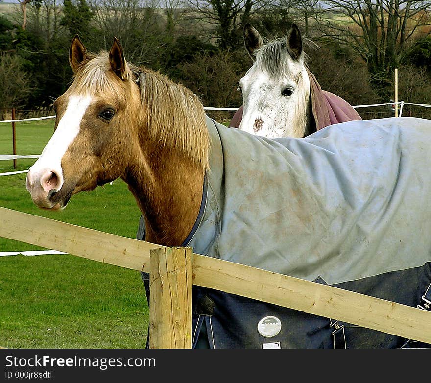 Chestnut mare