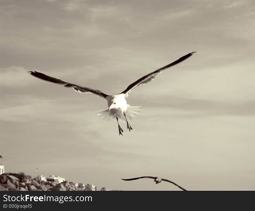 Flying Seagull.