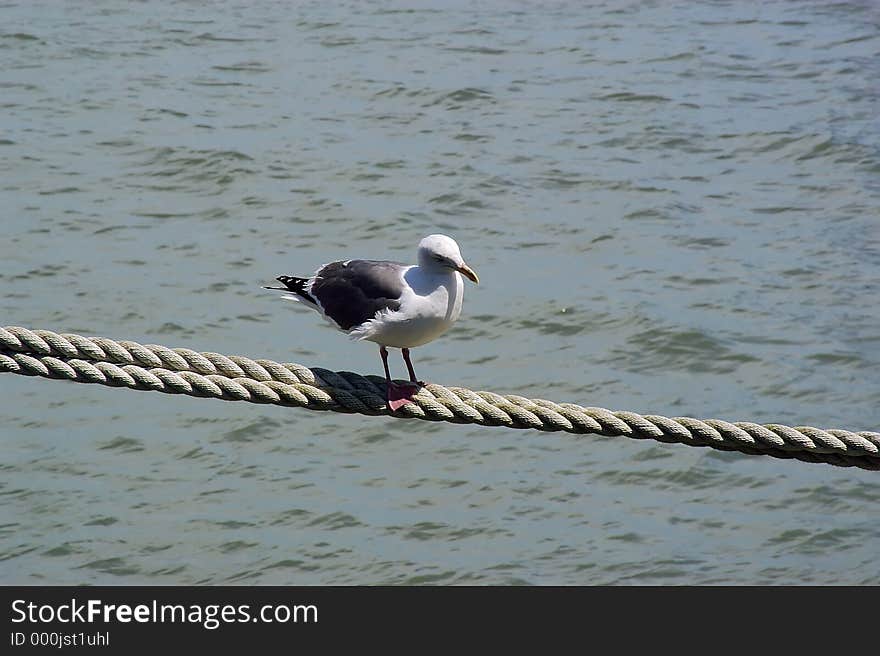 Seagull on Rope