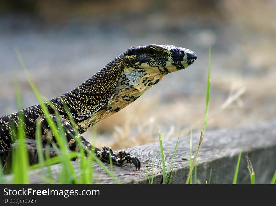 Taken at Mt.Nebo near Brisbane, Australia. My series of Dragon shots are all in their own natural environment and not caged.