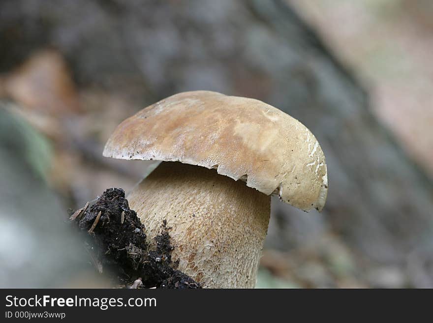 Boletus Edulis