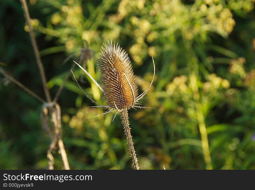 Dried Thistle