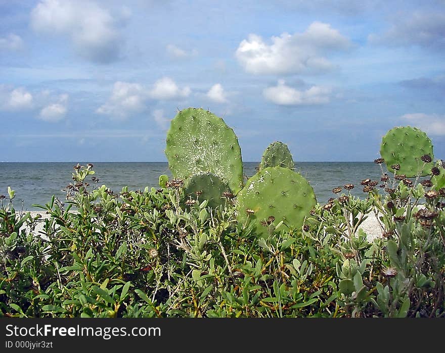 Cactus on the beach near the ocean. Cactus on the beach near the ocean