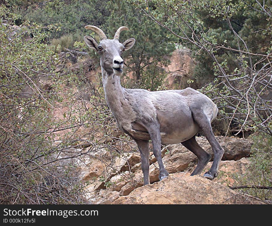 Behold, the majestic Bighorn Sheep of the Grand Canyon, a freakish marvel of strange engineering. Behold, the majestic Bighorn Sheep of the Grand Canyon, a freakish marvel of strange engineering.