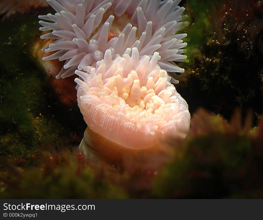 Sea Anemone. Sea Anemone