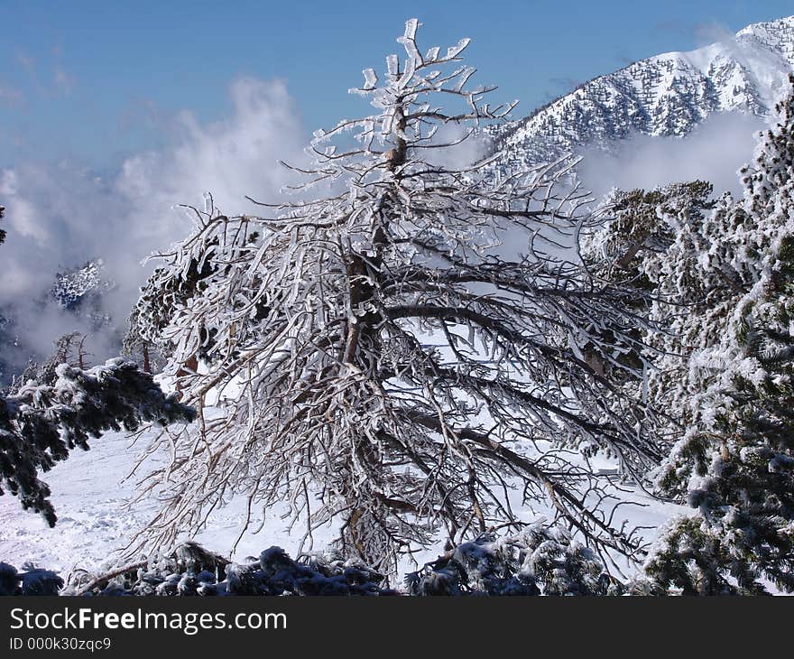 Ice Tree