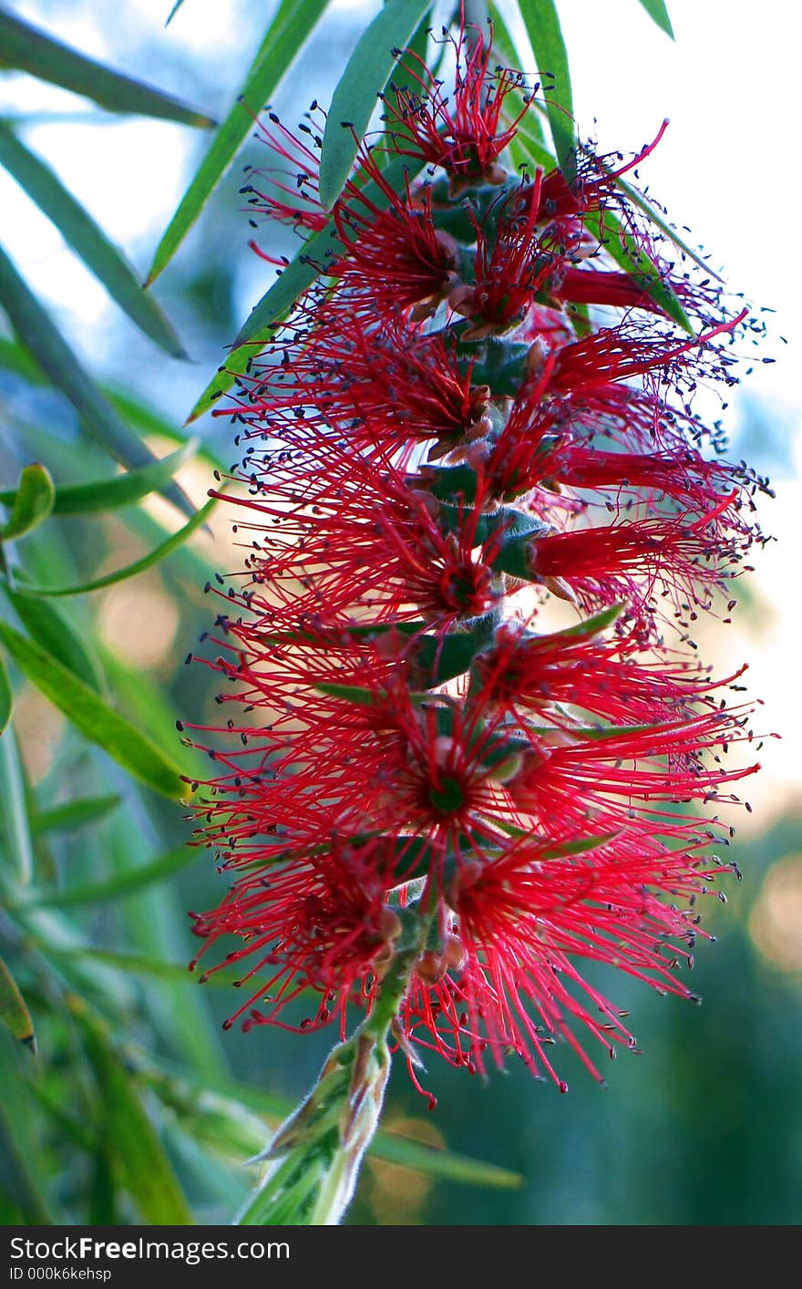 Flowers on some exotic tree. Flowers on some exotic tree